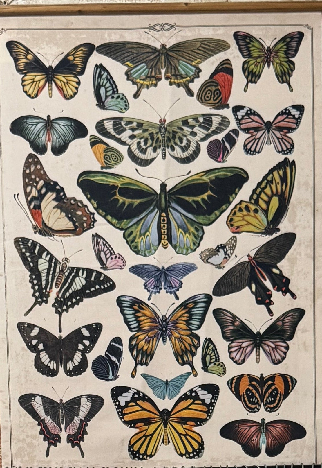 Butterfly Scroll Wall Tapestry